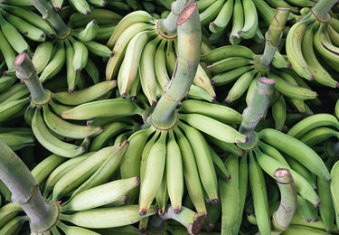 Everything you need to know about plantains