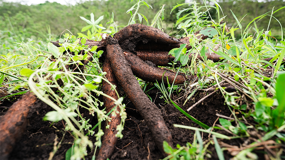 Cassava root after being harvested