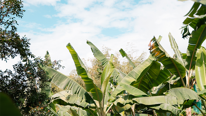 Glyphosate-Free Snacking