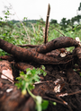 Photo of raw cassava right after being harvested