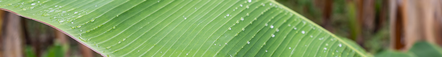 Up close picture of plantain leaf with raindrops on it
