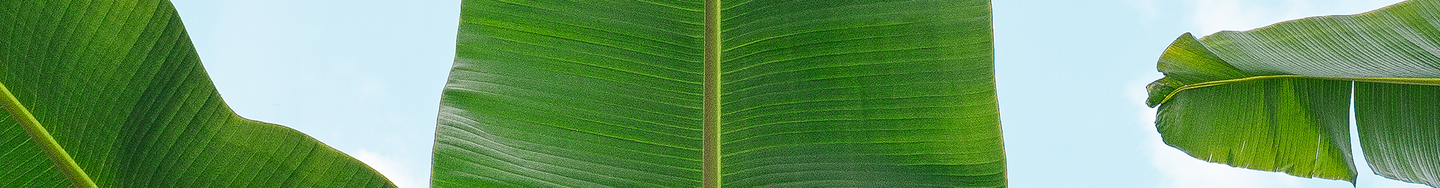 Picture of plantain leaves with blue sky in the background