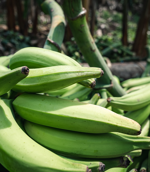 Picture of raw green plantains