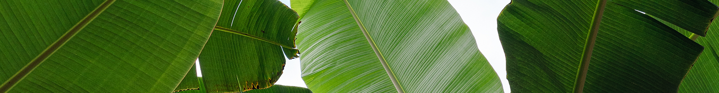 Picture of Plantain Leaves