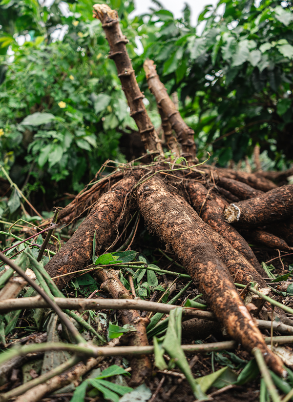Photo of raw cassava right after being harvested