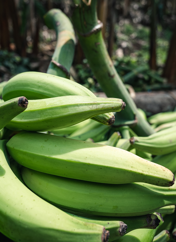 Photo of Raw Green Plantains