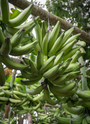 Picture of various raw plantains after harvest