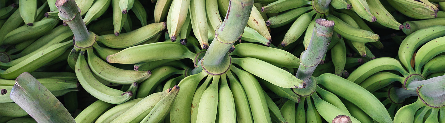 Everything you need to know about plantains