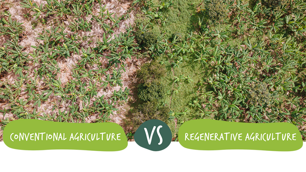 Picture comparing conventional agriculture vs regenerative agriculture