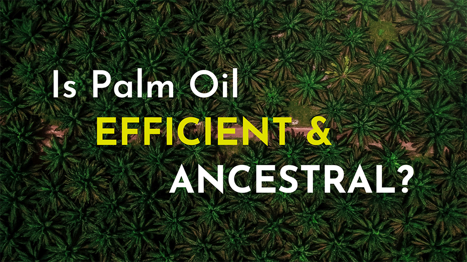 Is palm oil efficient and ancestral?