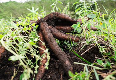 Cassava root after being harvested