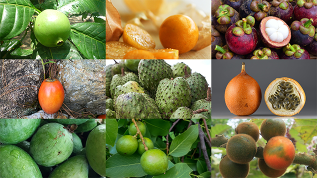 10 Must-Try Tropical Fruits of Colombia