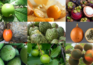 10 Must-Try Tropical Fruits of Colombia