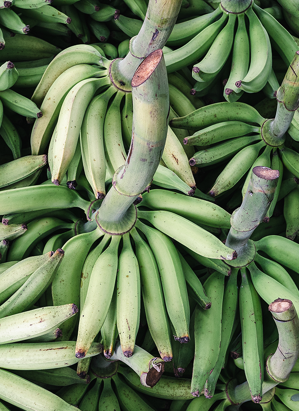 Photo of Raw Green Plantains