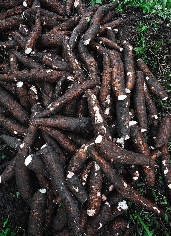 Photo of raw cassava right after being harvested