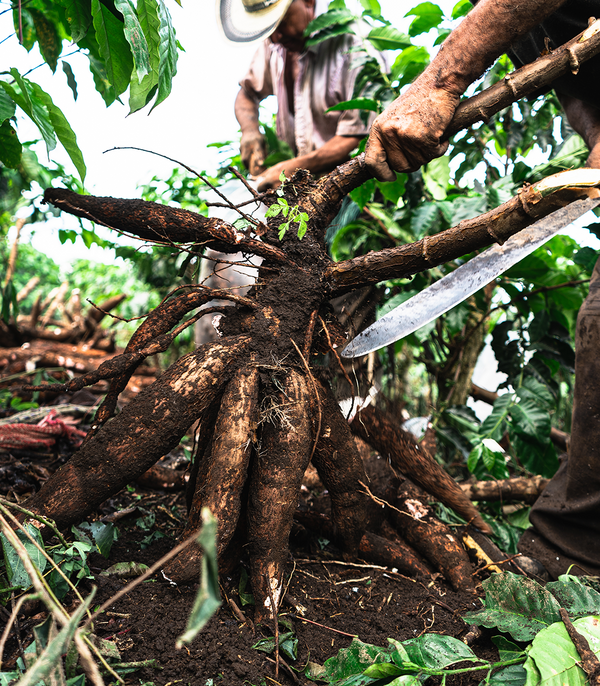 Picture of raw cassava being harvested