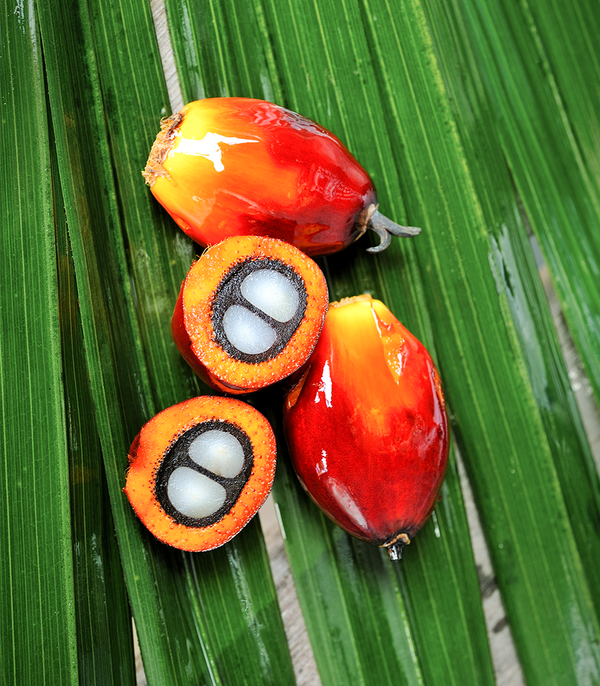 Picture of palm oil seeds on a green leaf