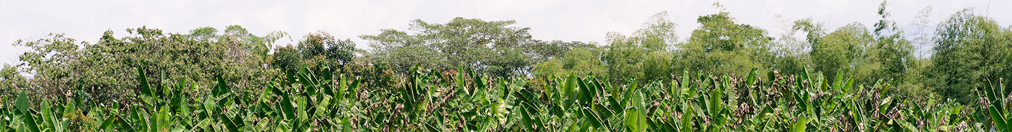 Landscape photo of Colombia's Coffee Region