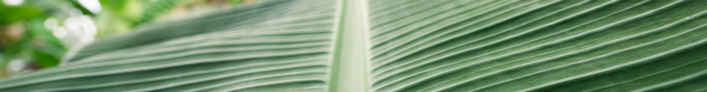 Up close picture of large plantain leaf