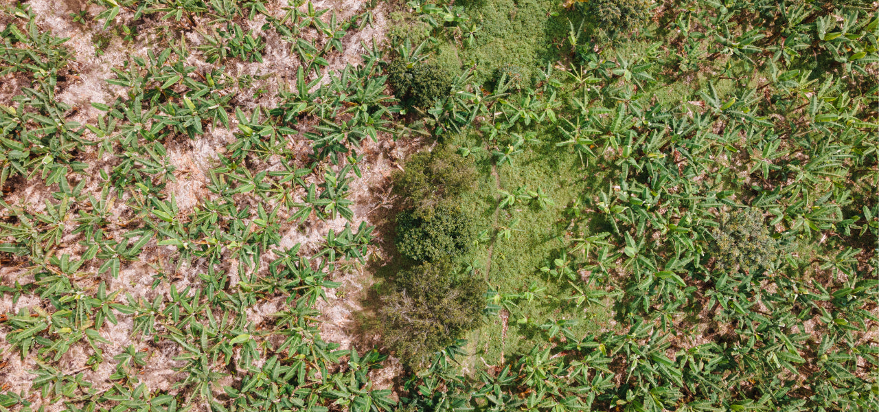 Aerial photos showing the difference between conventional agriculture and regenerative agriculture