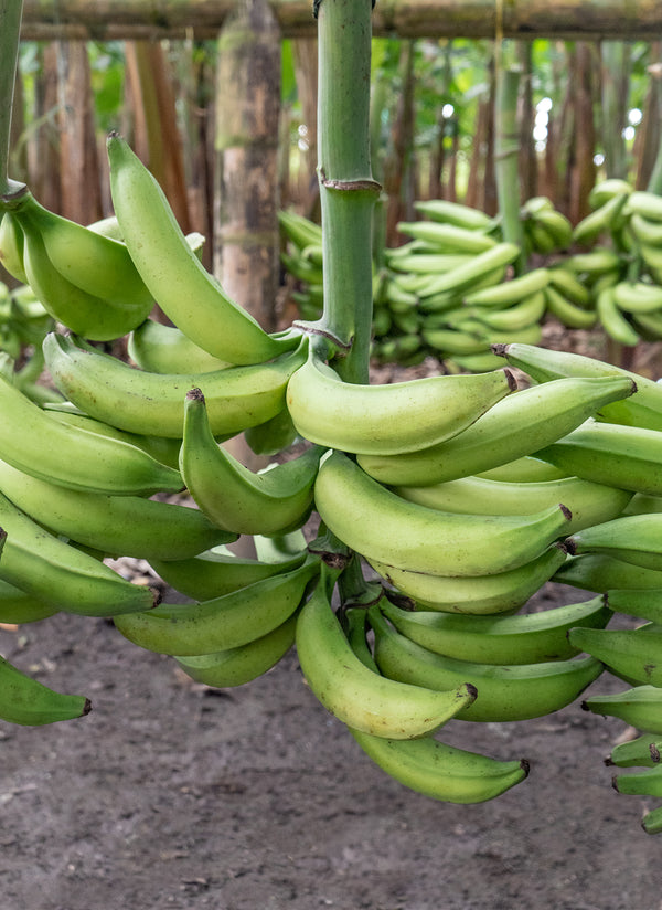Cluster of green plantains hanging after being harvested