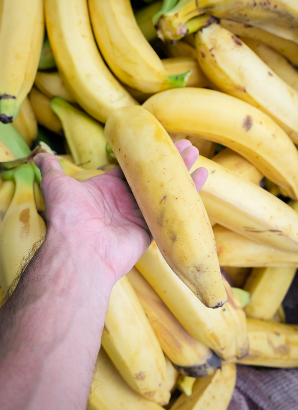 Picture of naturally ripened yellow plantains