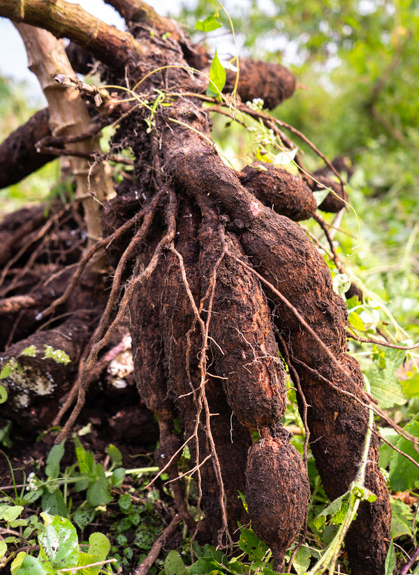 Photo of raw cassava right after being harvested